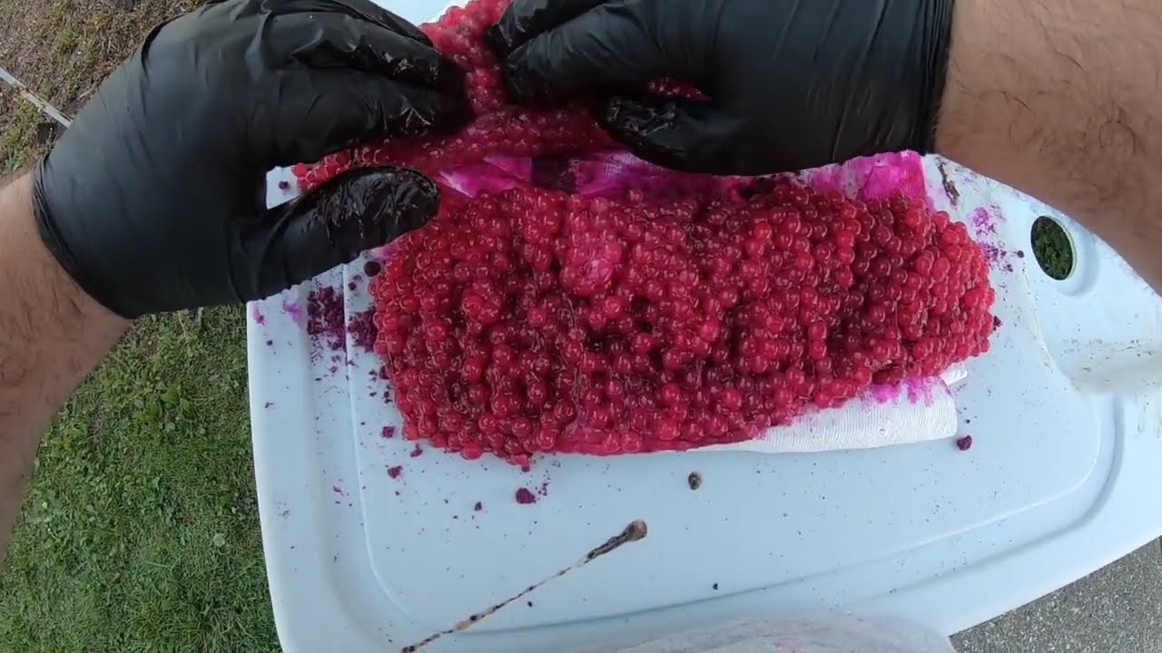 How to cure skein with Pautzke Fire Cure/ Borax o Fire