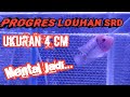 Belajar Progres Louhan SRD  #ikanlouhan