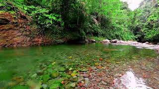 Peaceful forest river, Clear water and calming nature sounds for Relaxation | ASMR | White noise