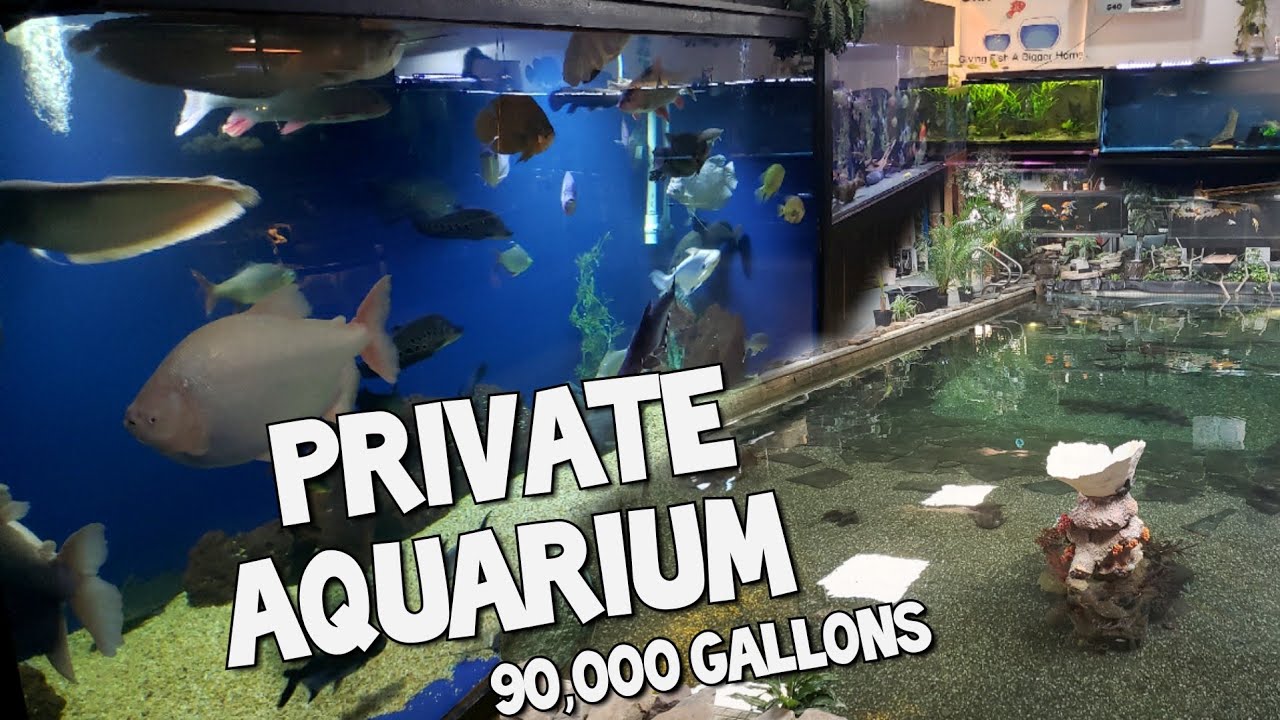 The World's Largest Private Home Aquarium Tour - MONSTER FISH at OHIO FISH  RESCUE 