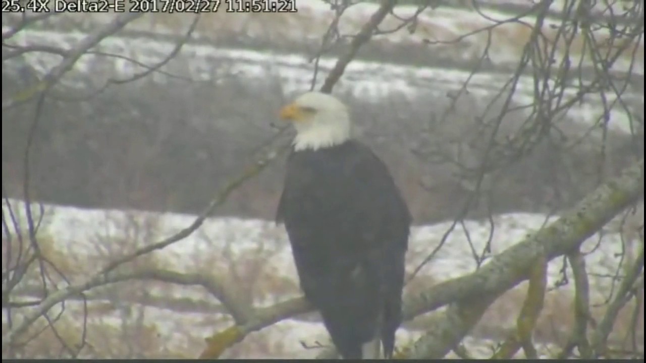 bald eagles in wisconsin Delta2 East view Feb 27, 2017 11:43am
