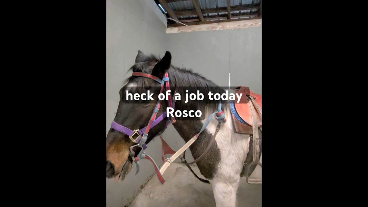 Отличная работа, Роско! 