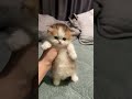 All the cute kittens are here!😺🥰#cat #catasmr #catviral
