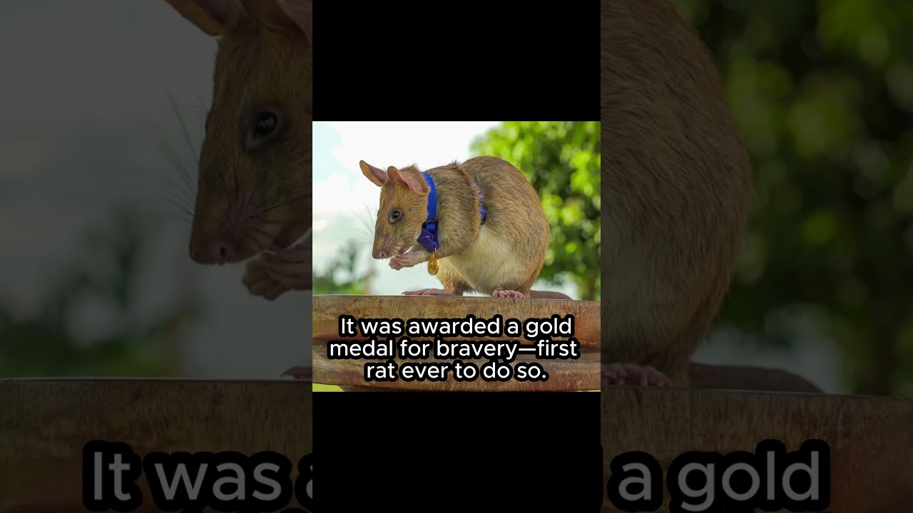 Magawa – The Hero Rat Who Saved Lives | A Real-Life Animal Hero 