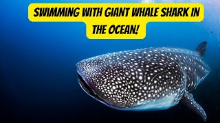 Swimming with GIANT WHALE SHARK in the Ocean! by Animal Facts Hub 2,567 views 3 weeks ago 3 minutes, 28 seconds