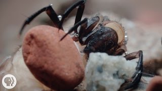 Sticky. Stretchy. Waterproof. The Amazing Underwater Tape of the Caddisfly | Deep Look screenshot 3