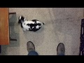 Pixel the House Rabbit - Running Laps