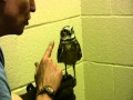 Burrowing Owl Training