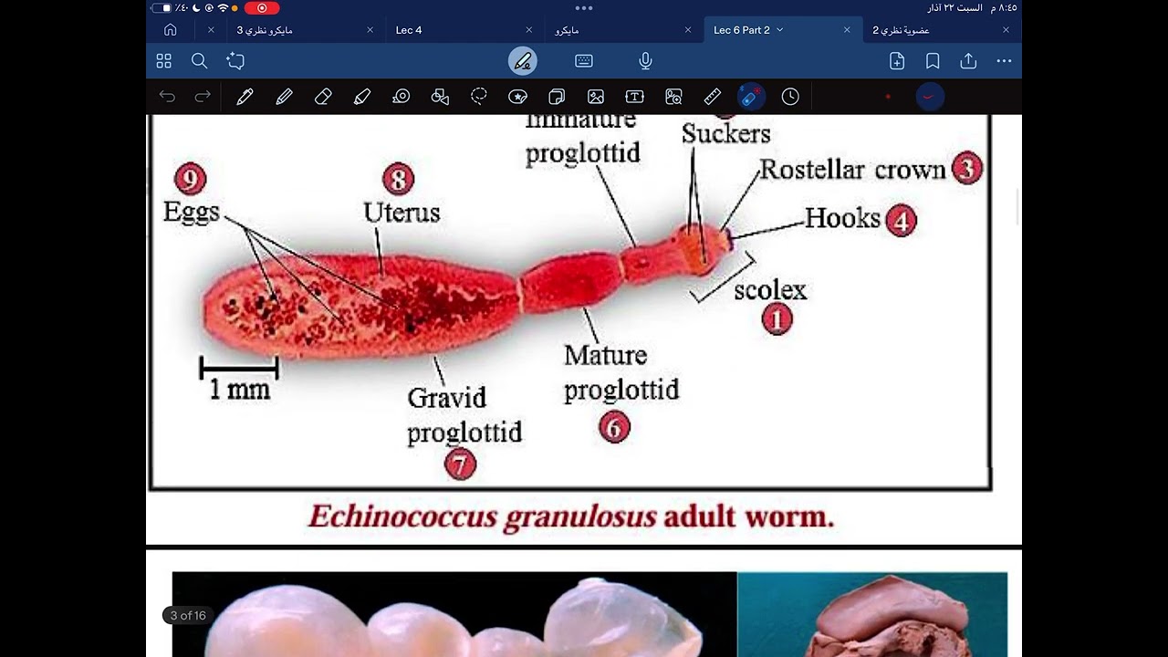 Microbiology ll   lec 6 part 2