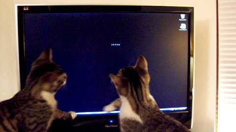 Cats and Computer Screens