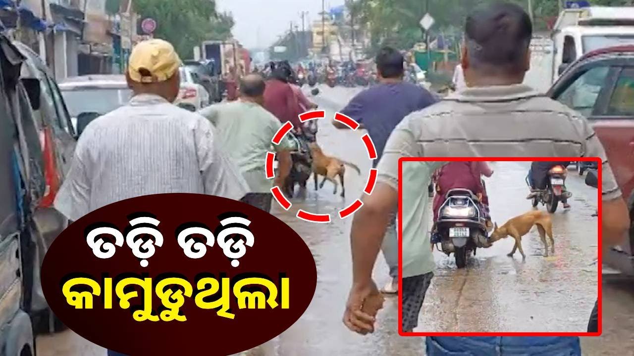 ରାସ୍ତା ଘାଟରେ ଯିଏ ଯାଉଥିଲା ଗୋଡେଇ ଗୋଡେଇ କାମୁଡୁଥିଲା ବୁଲା କୁକୁର, ଏମିତି ପ୍ରତିଶୋଧ ନେଲେ ଗାଁ ଲୋକ