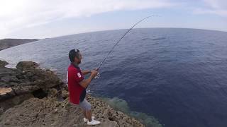Shore Jigging a big leerfish , leccia , lichia