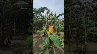 Banana cutting technique..😱🪓(ep-2945) #trending #reels #viral #funny