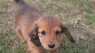 Two Mini Dachshund Cuties! by Happy Tails Homestead 321 views 1 month ago 1 minute, 48 seconds