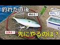 釣れた魚、先にやるのは血抜き?締め?冷やし?科学的な正解を解説