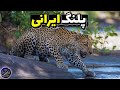 پلنگ ایرانی بزرگ ترین گربه سان و جواهری کم یاب در طبیعت ایران