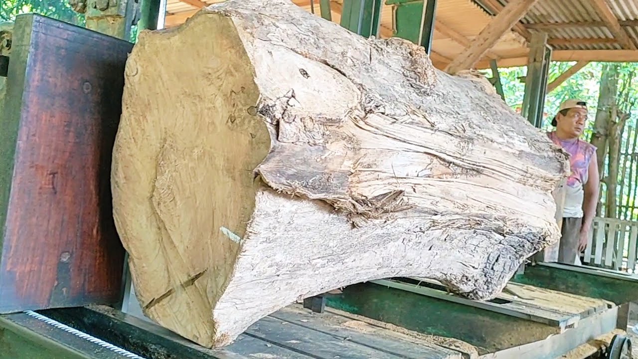sawing troublesome bare teak logs into expensive planks at the sawmill ...