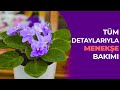 TÜM DETAYLARIYLA MENEKŞE BAKIMI (BİTKİ BAKIMI)