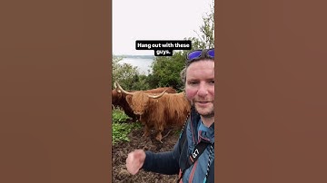 Highland cows in Scotland 🏴󠁧󠁢󠁳󠁣󠁴󠁿