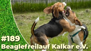 Beaglefreilauf 189: Ein unvergessliches Treffen für Beagle-Enthusiasten! 🐶🎉