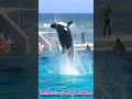 ララのパワフルルーピングキック最高!! #Shorts #鴨川シーワールド #シャチ #kamogawaseaworld #orca #killerwhale