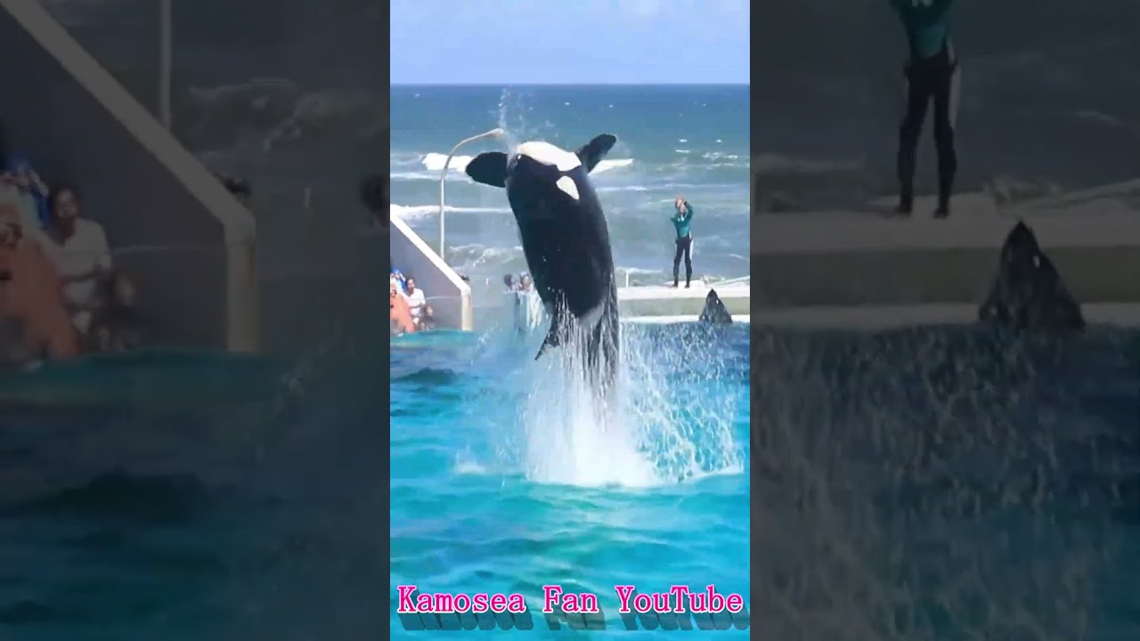 ララのパワフルルーピングキック最高!! #Shorts #鴨川シーワールド #シャチ #kamogawaseaworld #orca #killerwhale