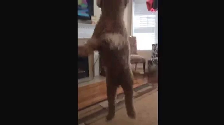 Funny Balloon Dog