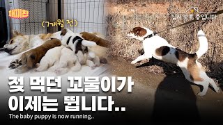 어미젖 먹고 하루 종일 잠만 자던 꼬물이가 이제 온 동네를 뛰어다닙니다 The tiny pup has grown up and races around the neighborhood
