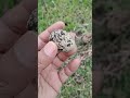 Identify this egg and Comment