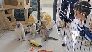 Three Cute Kittens Battle It Out: Exploring the Tail Toy Above Their Heads, So Adorable!