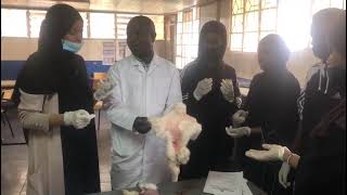 Dissection Of A Rabbit