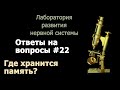 Где хранится память?