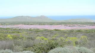 The awesome flowers of the Western Cape part 1. The parks of South Africa is not just about animals.