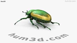 Figeater Beetle 3D model by 3DModels.org