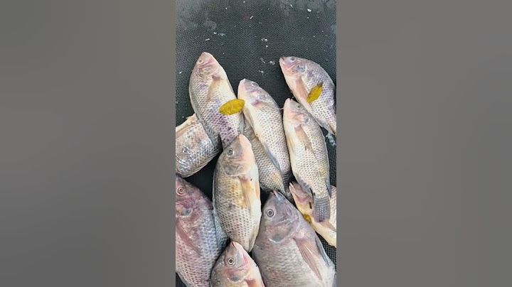 Fish Today | இன்னைக்கு என்ன மீன் வாங்கலாம் ..??