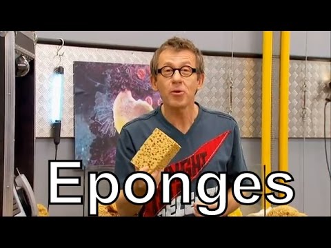 Vidéo: Éponge De Mélèze