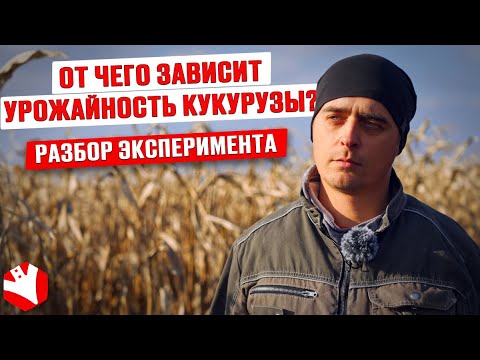 От чего зависит урожайность кукурузы? Разбор эксперимента | Растениеводство