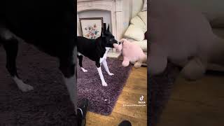 Barney the Tv border collie loves this special horse