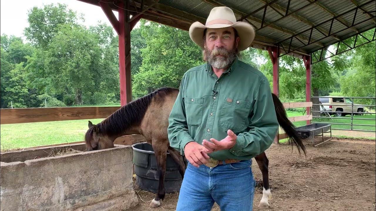 Should I Blanket My Horse In Winter? YouTube