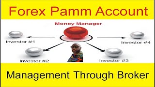 Best Way to Fund The Passive Income Guru PAMM Account to Earn Money in Your Sleep using Trust Wallet