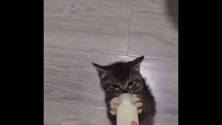 lil cat is addicted to drinking milk