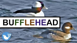 BUFFLEHEAD DUCK | North America's Smallest Diving Duck - BIRDWATCHING DOT CALM