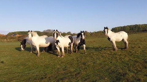 Jello Free! ][ 6 inch Long Range FPV