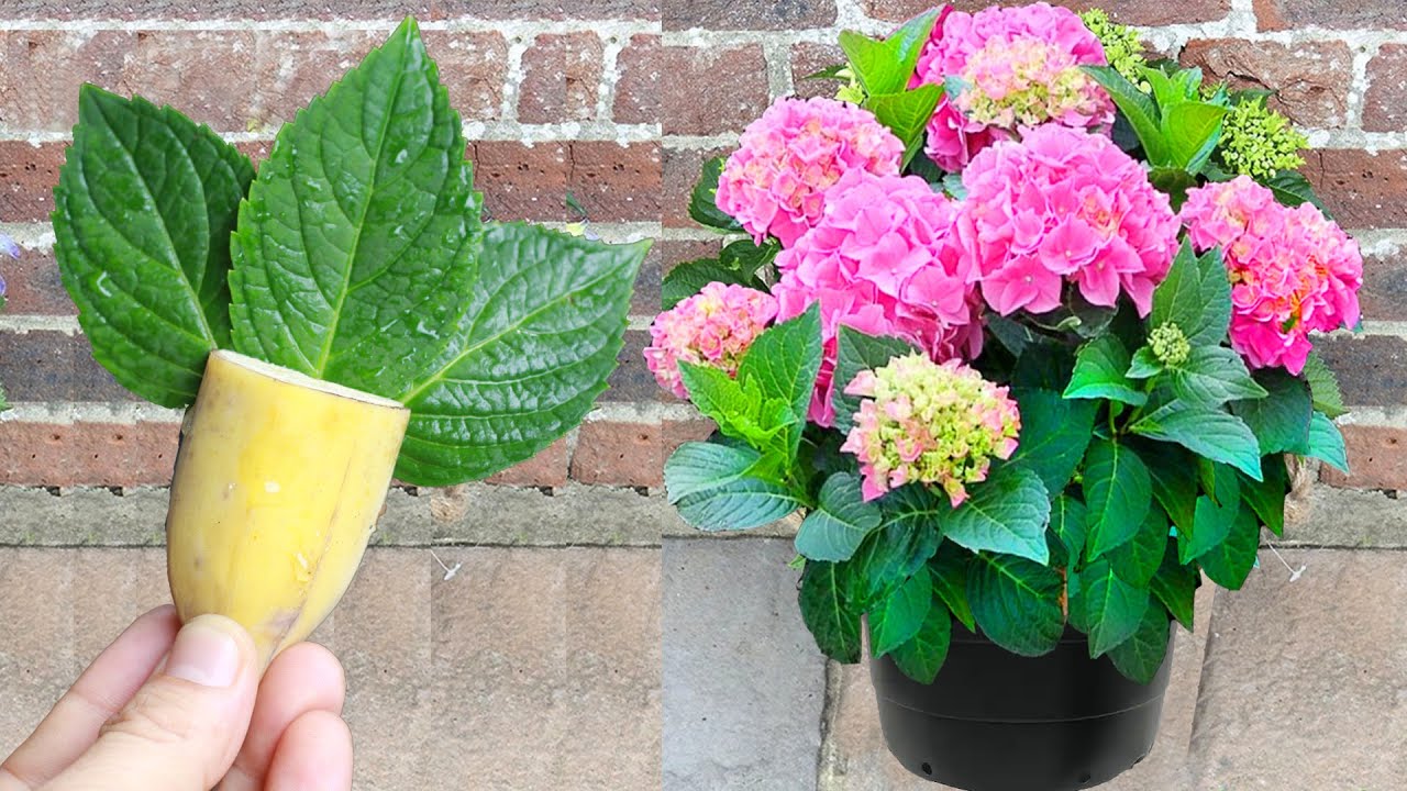 Tips For Using Bananas To Propagate Hydrangeas, The Fastest Way To Grow ...