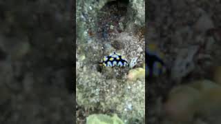 Pustulose Wart Slug Colorful Reef Oddity 🐌🎨🌊