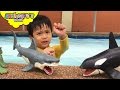 Playing with Shark Toys for Kids - Animal Planet Mega Shark & Whale Set Swimming Children