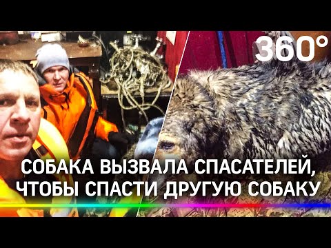 Пёс вызвал спасателей на помощь другой собаке в Нижегородской области