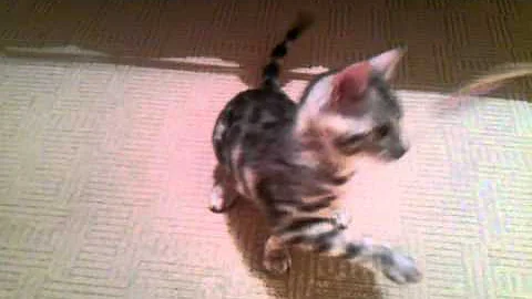 Video 664941: purebred bengal kittens