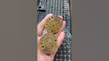 check out these gorgeous halves. #crystals #ammonite #fossil #relax