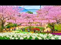 Cherry blossoms and tulips at hinoyama park  turkish tulip garden spring yamaguchi  japan vlog
